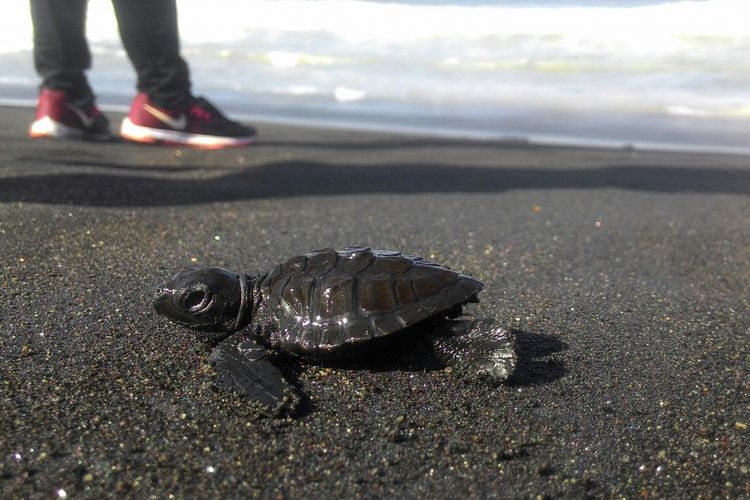 Sebanyak 108 anak penyu atau disebut juga sebagai tukik, dilepasliar ke laut oleh kelompok konservasi Penyu Abadi Pantai Trisik.(KOMPAS.com/ Dani J)