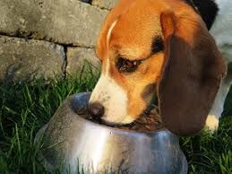 Ilustrasi anjing kehilangan selera makan (Sumber Pxhere.com)