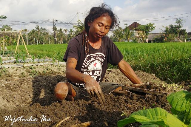 Hartono Lokodjoyo saat menanam bibit lettuce. Dokumentasi Pribadi