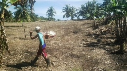 Penggunaan Pestisida Kimia juga membuat petani rentan terkena penyakit.  Kelompok Tani Hulu Liwon,  Desa Solog,  Kecamatan Lolak,  Bolmong,  Sulut.  Dokpri