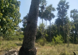 Rerimbunan Pohon Siwalan Di Depan Rumah Produksi Kang Tur/dokpri