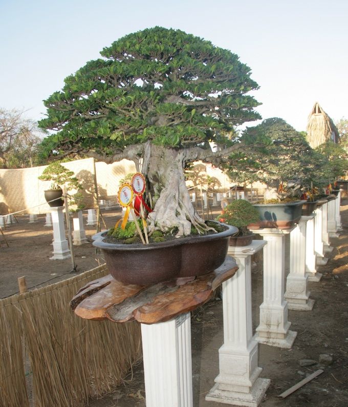 Bonsai Exhibition, dok. SVF