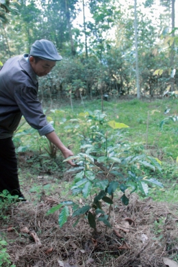 Martinus Pasa'ti, salah satu penggerak pertanian organik dan pegiat kopi dari Komunitas Padang, Mengkendek