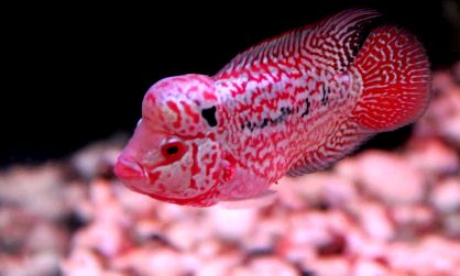 Jenis Ikan Louhan  Paling Populer Halaman all Kompasiana com Jenis Ikan Louhan  Paling Populer Halaman all Kompasiana com