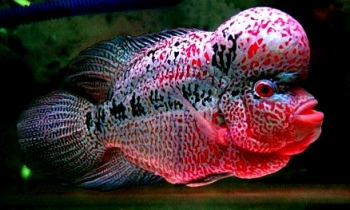 Image result for jenis ikan louhan