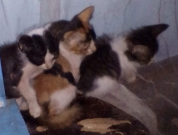 (Gambar dan kucing adalah koleksi pribadi penulis)