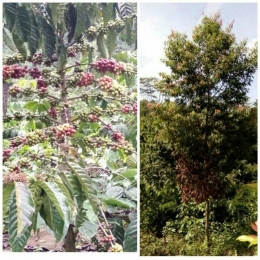 Kopi sedang berbuah (kiri). Pohon kayu manis umur 3 tahun. (kanan) |Dokumentasi pribadi.