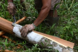 Petani sedang menguliti kayu manis. Sumber foto: cairofood.id