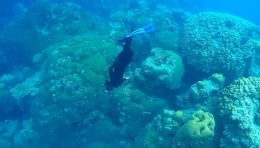 Pesona bawah laut sekitar Pulau Biawak (dok. Pribadi)
