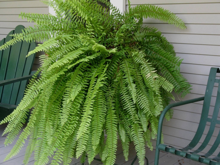 onlineplantguide.com