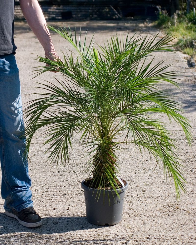 houseofplants.co.uk