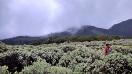 Latar yang dominan hijau diganggu alurnya oleh warna merah. Ini salah satu tips dalam menciptakan kontras. Foto diambil di Gunung Papandayan, meggunakan kamera hp Sony Xperia M2 (yang masih H+, belum 4G malahan) - Dokpri