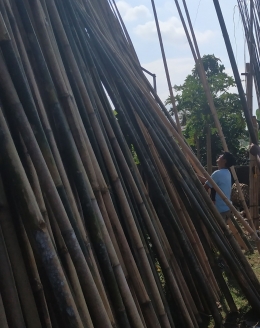 Pembeli bambu sedang memilih bambu untuk membuat Penjor