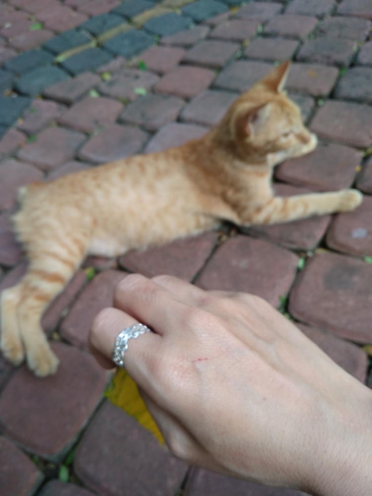 5 Penyakit Menular Dari Anjing Dan Kucing Halaman All Kompasiana Com