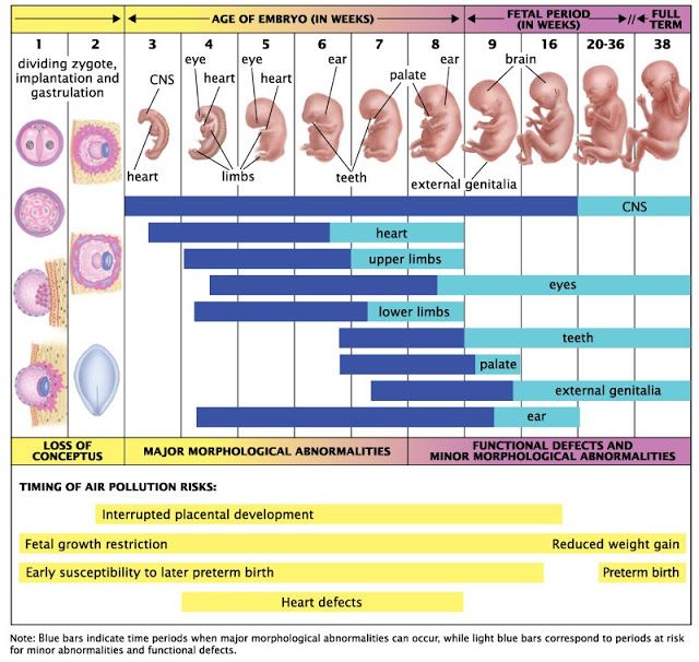 Critical Window atau masa kritis perkembangan janin di rahim ibu. Sumber: exposingtruth.com