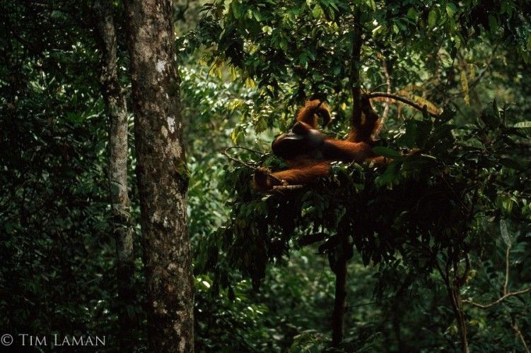 Orangutan di tipe sarang A, saat beristirahat di hutan hujan Gunung Palung Foto dok. Tim Laman dan Yayasan Palung
