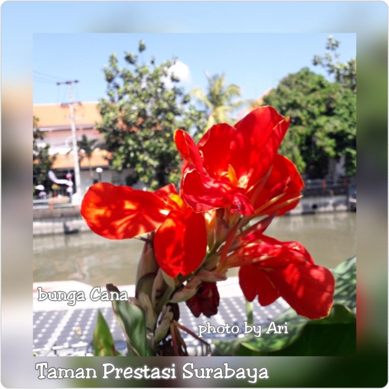 Foto bunga Kana di Taman Prestasi Surabaya. Photo by Ari