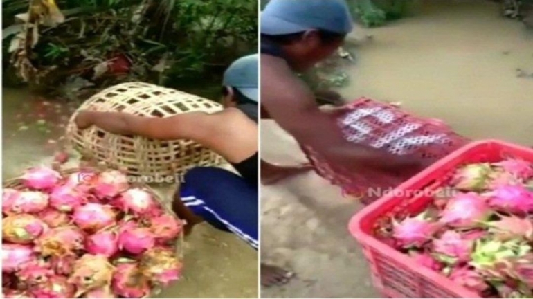 Petani membuang buah Naga di Banyuwangi (foto Tribun.news.co)