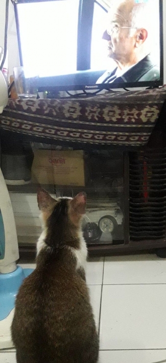 Kucing Suka Nonton Tv Kompasiana Com