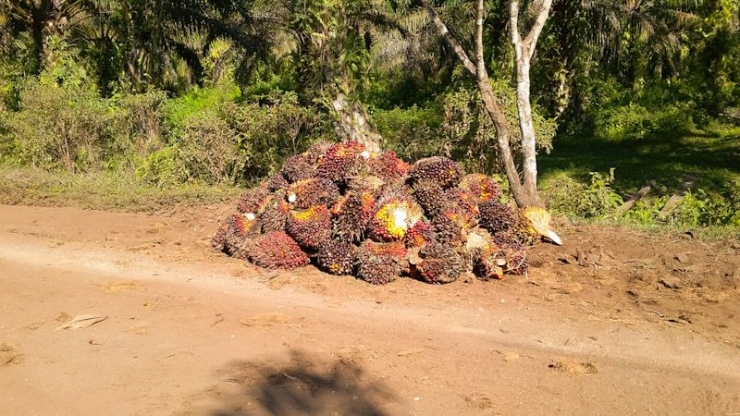 Tumpukan buah kelapa sawit siap jual.sumber : dok pribadi/ps express