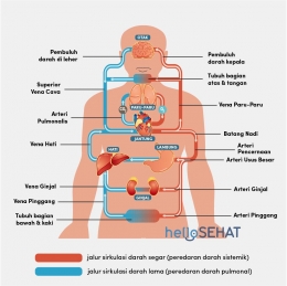 Ilustrasi sistem peredaran darah (Sumber : lingshenyao.id)