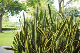Tanaman Lidah Mertua atau Sansevieria Trifasciata. (Shutterstock)