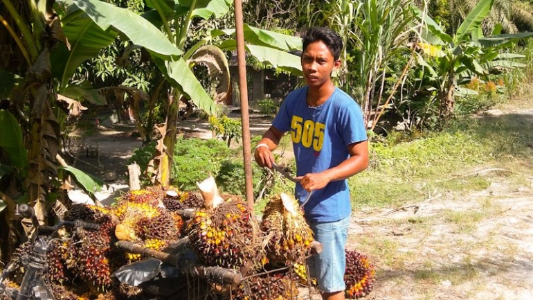 Masyarakat petani kelapa sawit memanen hasil kebunya.sumber : dok pribadi/ps express