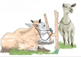 Illustrasi hewan kurban untuk Idul Adha (source: qurbanonline.org)