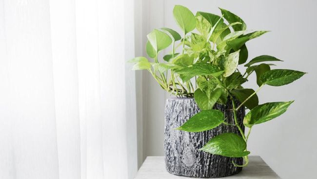 Inilah Tanaman Anti Polutan Halaman all Kompasiana com Inilah Tanaman Anti Polutan Halaman all Kompasiana com