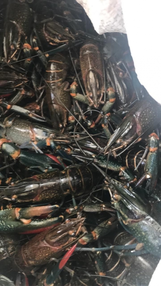 Sebanyak 3,6 kg Lobster dilepas di pinggir Dermaga Polair Parapat Danau Toba. Dok : US