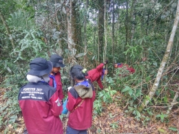 Survei vegetasi di Hutan Alam Pondok Buluh Simalungun Sumut dok. Mahasiswa fahutan USU Juli 2019)