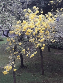 Pohon bunga tabebuya kuning sedang mekar di Jakarta. Photo by Ari