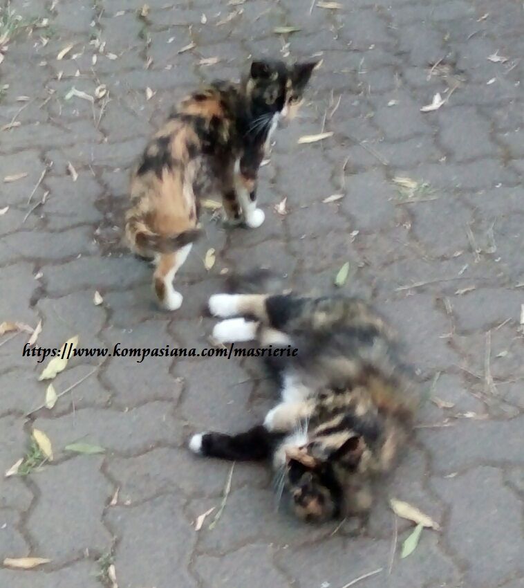 Populasi Kucing Jalanan Tak Terkendali Siapa Mesti Tanggung Jawab Halaman All Kompasiana Com