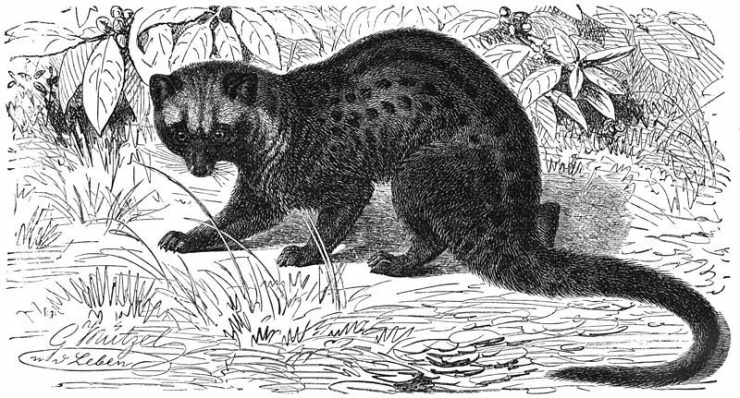 Profil musang pandan, memiliki nama ilmiah Paradoxurus hermaphroditus (wikipedia.org).