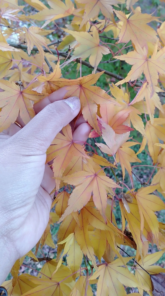 Bunga Sakura Mekar Saat Musim Gugur Di Jepang Halaman 1 Kompasiana Com