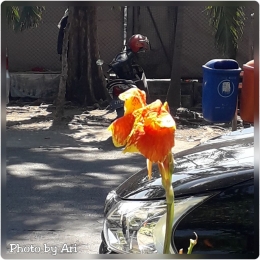 Photo bunga Kana berdampingan dengan mobil dan sepeda motor yang diparkir di pinggir jalan raya, di depan Taman Prestasi Surabaya. Photo by Ari