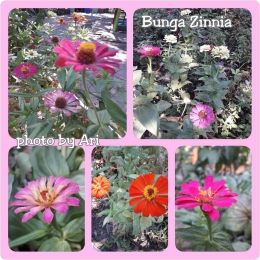 Aneka bunga Zinnia di Taman Prestasi Surabaya. Photo by Ari