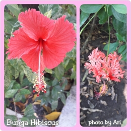 Bunga Hibiscus di Taman Prestasi Surabaya. Photo by Ari