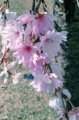 Bunga Sakura yang mekar di musim gugur | dokpri