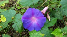 Kecantikan bunga liar berwarna ungu. (Dok. Wahyu Sapta).