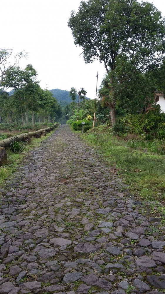 Jalan bebatuan ini licin, sedikit mendaki. Maka lebih baik untuk menuju kebun teh adalah berjalan kaki. ( Dok. Wahyu Sapta).