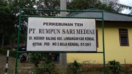 Perkebunan Teh Medini Limbangan Kendal. (Dok. Wahyu Sapta).