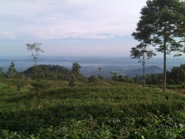 Pemandangan dari atas Kebun Teh Medini. Kota Semarang tampak dari kejauhan. Gradasi warna biru kehijaun. (Dok. Wahyu Sapta).