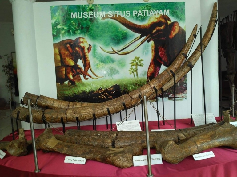Gading gajah Purba di Museum Purbakala Patiayam foto dokpri