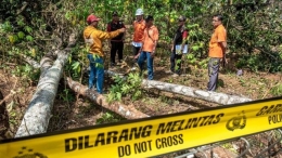 Pohon Sengon yang tumbang konon menjadi pemicu terjadinya PLB Blackout. Sumber:BBC.com