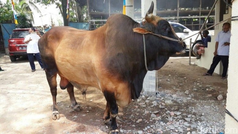 Sapi kurban (sumber: akcdn.detik.net.id)