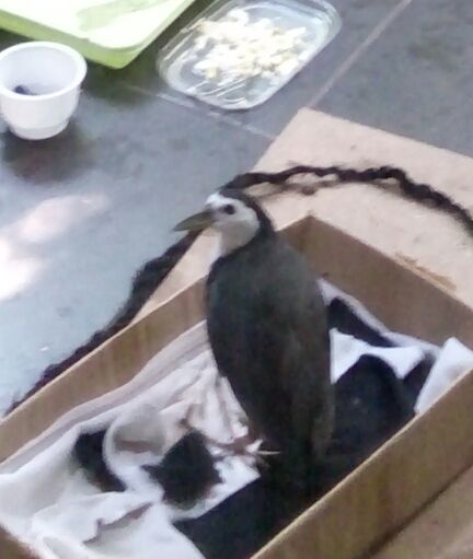 Menghutankan Rumah Sendiri Manfaat Dan Risiko Halaman All Kompasiana Com