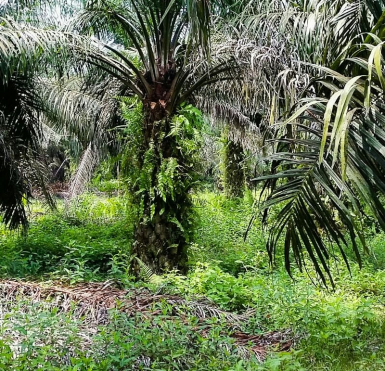 Harga rendah,kebunpun tak tepelihara. Sumber : dok pribadi