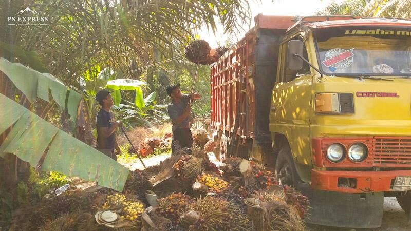 TBS hasil kebun petani sedang di angkut ke PMKS. Sumber : dok pribadi