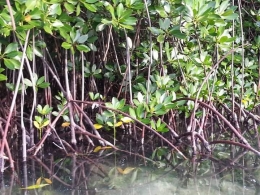 Mangrove di area Virgin Beach. Pari Island. Photo by Ari